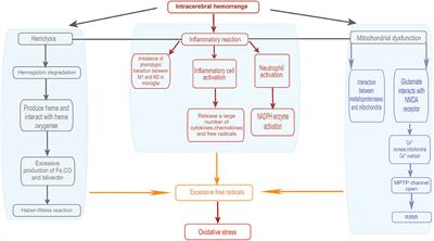 Secondary Brain Injury by Oxidative Stress After Cerebral Hemorrhage: Recent Advances